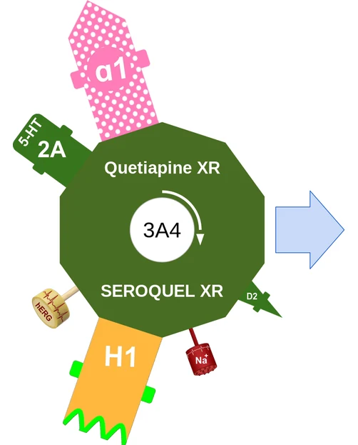 Quetiapine XR ballicule: receptor binding, kinetics and half-life diagram
