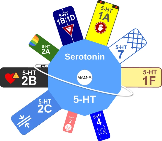 Serotonin ballicule: receptor binding, kinetics and half-life diagram