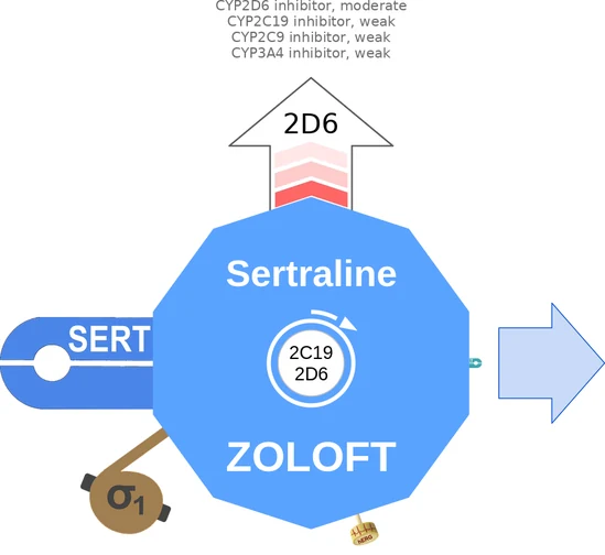 Sertraline ballicule: receptor binding, kinetics and half-life diagram