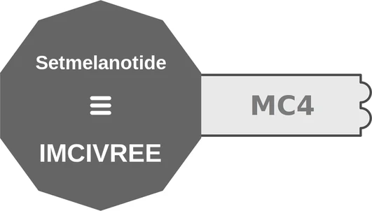 Setmelanotide ballicule: receptor binding, kinetics and half-life diagram
