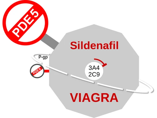 Sildenafil ballicule — decagon mechanism diagram