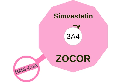 Simvastatin ballicule: receptor binding, kinetics and half-life diagram