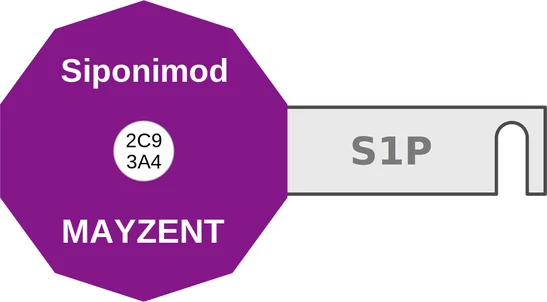 Siponimod ballicule: receptor binding, kinetics and half-life diagram