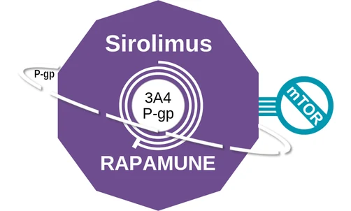 Sirolimus ballicule: receptor binding, kinetics and half-life diagram