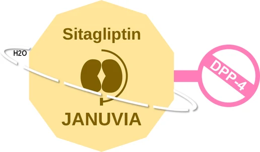 Sitagliptin ballicule: receptor binding, kinetics and half-life diagram