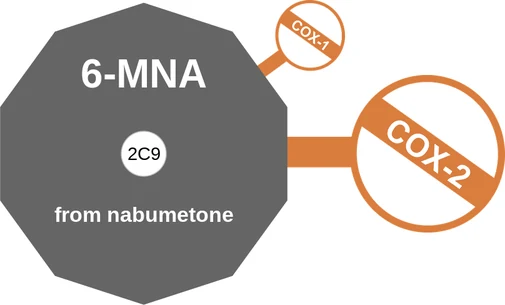 6-MNA ballicule — decagon mechanism diagram