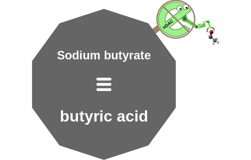 Sodium butyrate ballicule: receptor binding, kinetics and half-life diagram