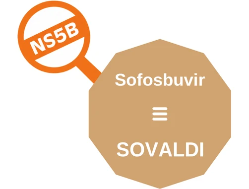 Sofosbuvir ballicule: receptor binding, kinetics and half-life diagram