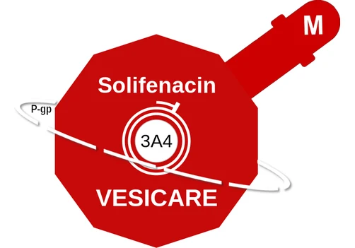 Solifenacin ballicule: receptor binding, kinetics and half-life diagram