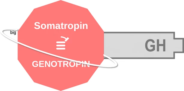 Somatropin ballicule: receptor binding, kinetics and half-life diagram