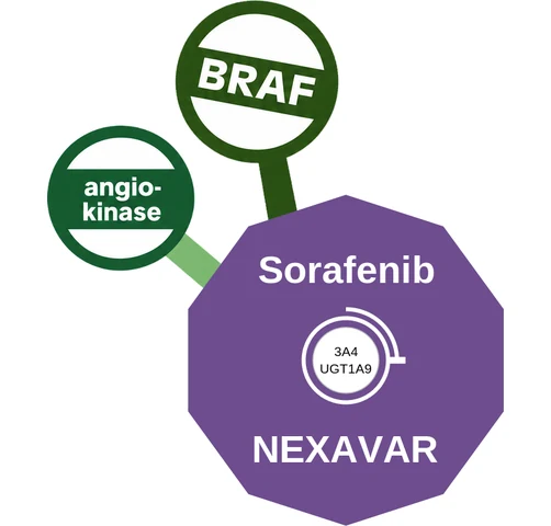 Sorafenib ballicule: receptor binding, kinetics and half-life diagram