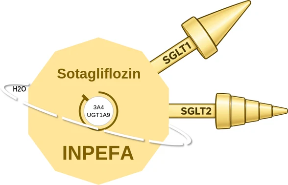 Sotagliflozin ballicule — decagon mechanism diagram