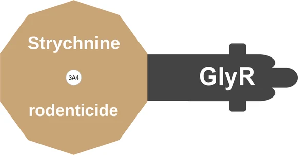 Strychnine ballicule: receptor binding, kinetics and half-life diagram