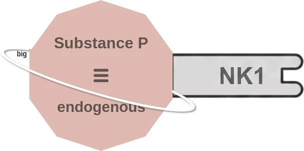 Substance P ballicule: receptor binding, kinetics and half-life diagram