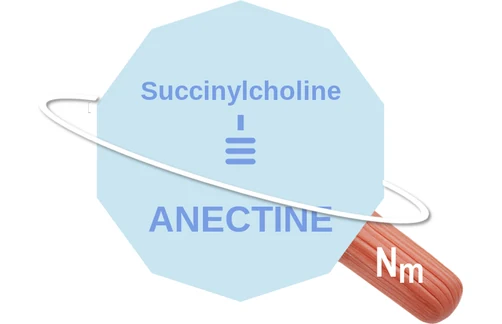 Succinylcholine ballicule: receptor binding, kinetics and half-life diagram