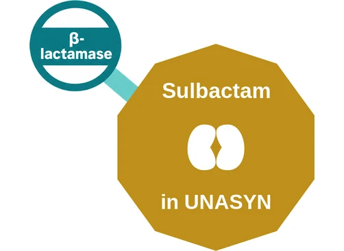 Sulbactam ballicule: receptor binding, kinetics and half-life diagram