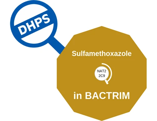 Sulfamethoxazole ballicule — decagon mechanism diagram