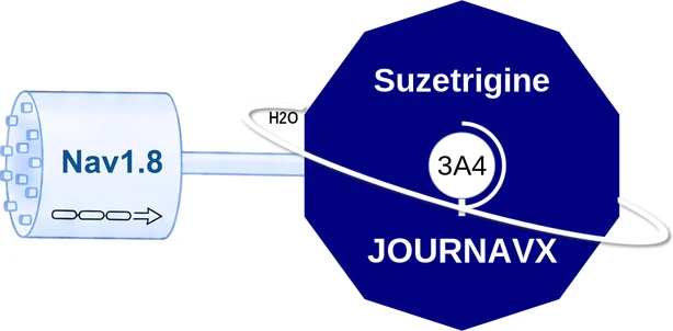Suzetrigine ballicule — decagon mechanism diagram