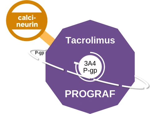 Tacrolimus ballicule: receptor binding, kinetics and half-life diagram