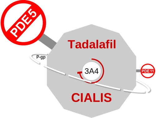 Tadalafil ballicule: receptor binding, kinetics and half-life diagram
