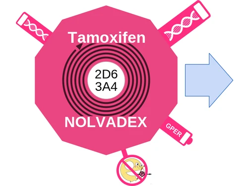 Tamoxifen ballicule — decagon mechanism diagram