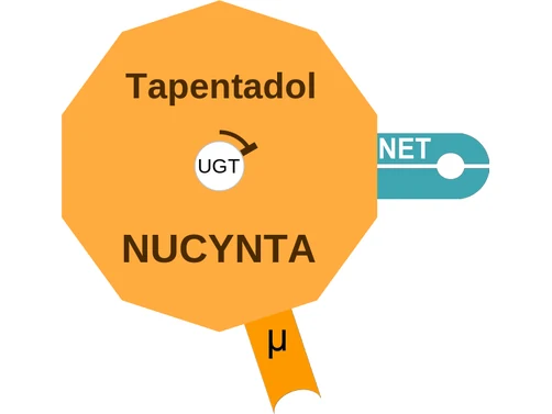 Tapentadol ballicule: receptor binding, kinetics and half-life diagram