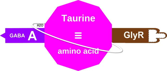 Taurine ballicule: receptor binding, kinetics and half-life diagram