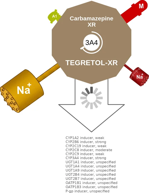 Carbamazepine XR ballicule: receptor binding, kinetics and half-life diagram