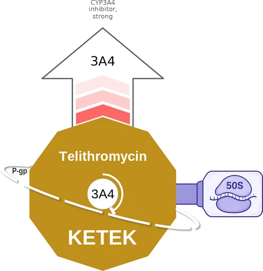 Telithromycin ballicule: receptor binding, kinetics and half-life diagram