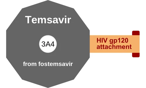 Temsavir ballicule: receptor binding, kinetics and half-life diagram