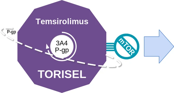 Temsirolimus ballicule: receptor binding, kinetics and half-life diagram