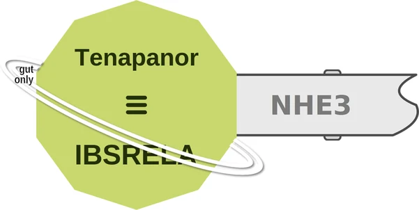Tenapanor ballicule: receptor binding, kinetics and half-life diagram