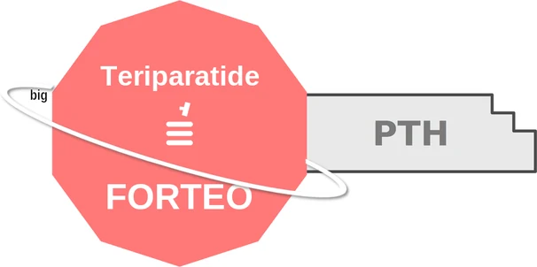 Teriparatide ballicule: receptor binding, kinetics and half-life diagram