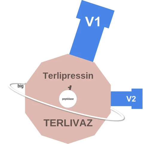 Terlipressin ballicule — decagon mechanism diagram