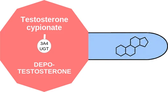 Testosterone cypionate ballicule: receptor binding, kinetics and half-life diagram