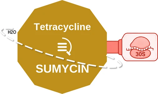 Tetracycline ballicule — decagon mechanism diagram