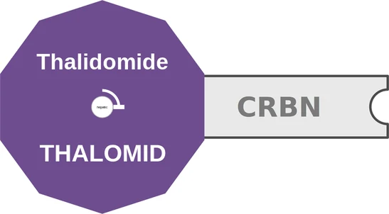 Thalidomide ballicule: receptor binding, kinetics and half-life diagram