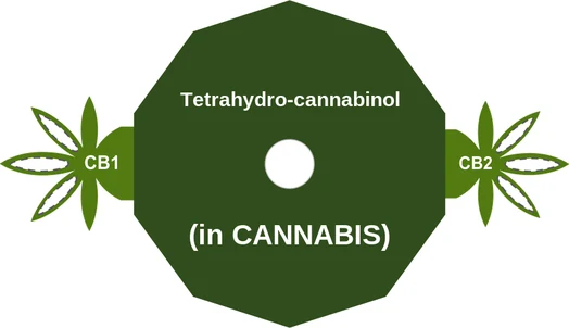 Tetrahydrocannabinol ballicule: receptor binding, kinetics and half-life diagram