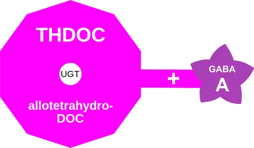 THDOC ballicule: receptor binding, kinetics and half-life diagram