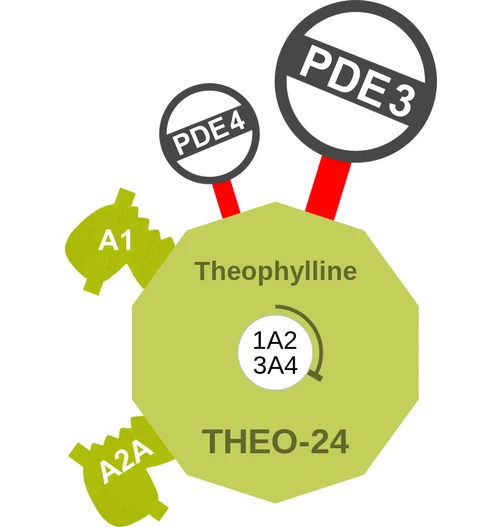 Theophylline ballicule — decagon mechanism diagram