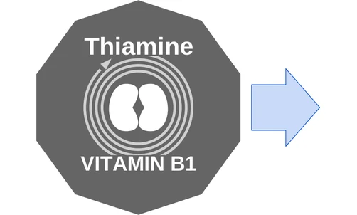 Thiamine ballicule: receptor binding, kinetics and half-life diagram