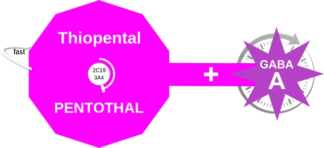 Thiopental ballicule — decagon mechanism diagram