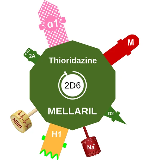 Thioridazine ballicule: receptor binding, kinetics and half-life diagram