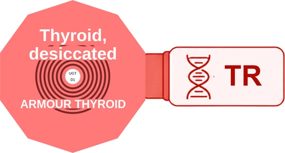 Thyroid, desiccated ballicule — decagon mechanism diagram