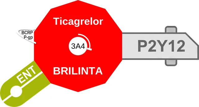 Ticagrelor ballicule: receptor binding, kinetics and half-life diagram