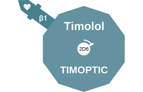 Timolol ballicule: receptor binding, kinetics and half-life diagram