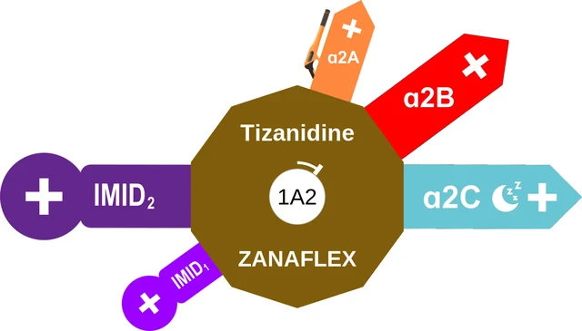 Tizanidine ballicule — decagon mechanism diagram