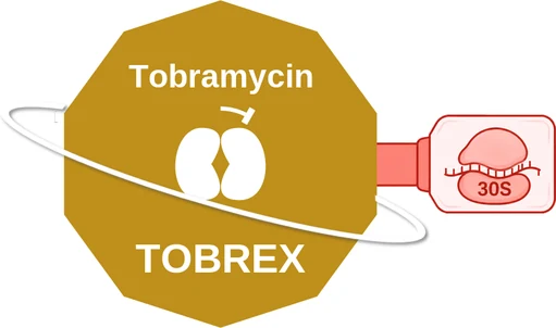 Tobramycin ballicule — decagon mechanism diagram