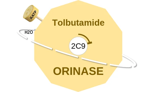 Tolbutamide ballicule: receptor binding, kinetics and half-life diagram