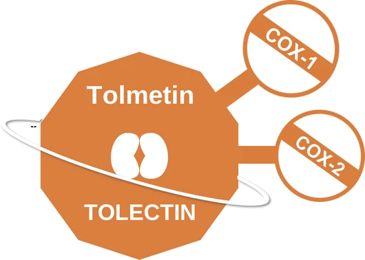 Tolmetin ballicule: receptor binding, kinetics and half-life diagram
